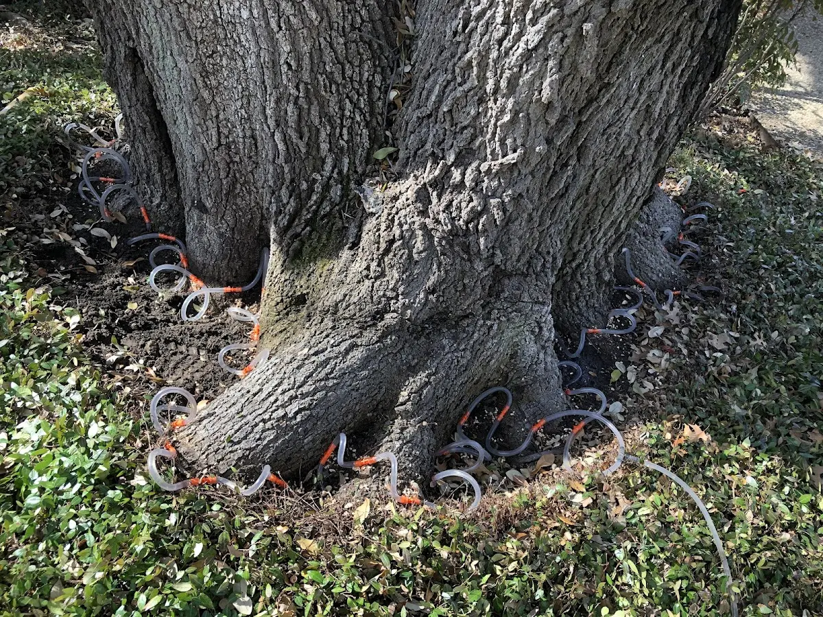 Detailed Tree Cabling and Bracing job site in Hope Hull